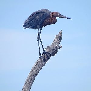 Reddish egret (Egretta rufescens)