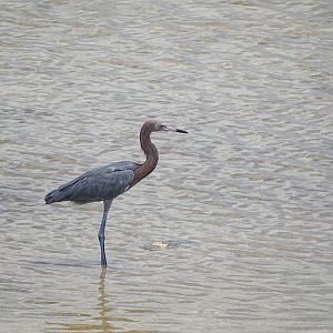Reddish egret (Egretta rufescens)