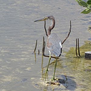 Tricolored heron (Egretta tricolor)