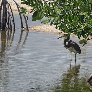 Tricolored heron (Egretta tricolor)