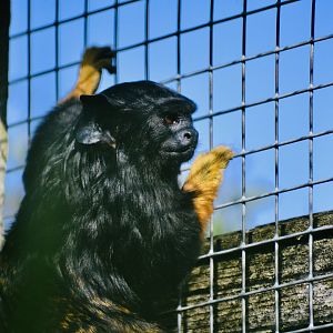 Red Handed Tamarin - September 2020