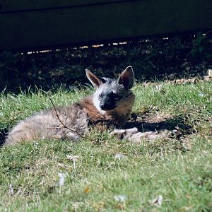 Aardwolf - September 2020