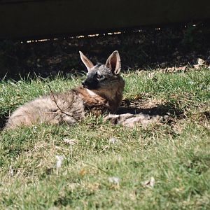 Aardwolf - September 2020