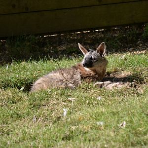 Aardwolf - September 2020