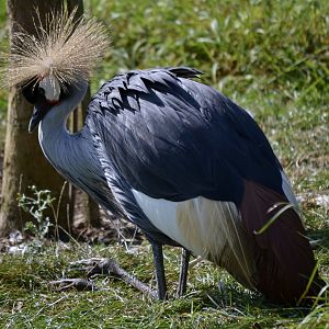 East African Grey Crowned Crane - September 2020