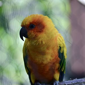 Sun Conure - September 2020