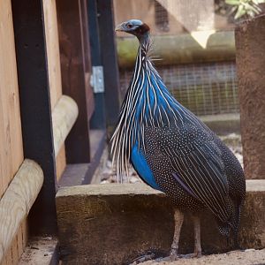 Vulterine Guinea Fowl - September 2020