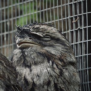 Tawny Frogmouth - September 2020