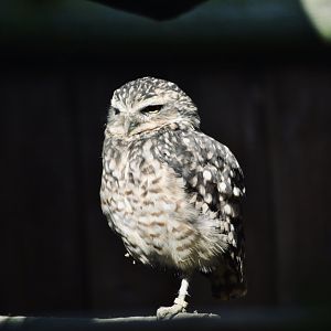 Burrowing Owl - September 2020