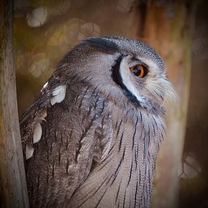 Northern White Faced Owl - September 2020