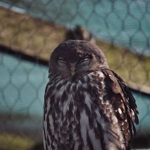 Barking Owl - September 2020