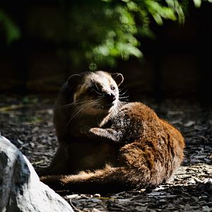 Masked Palm Civert - September 2020