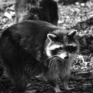 Raccoon - September 2020