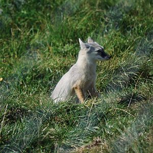 Corsac Fox - September 2020