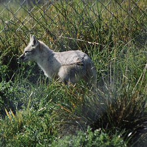 Corsac Fox - September 2020