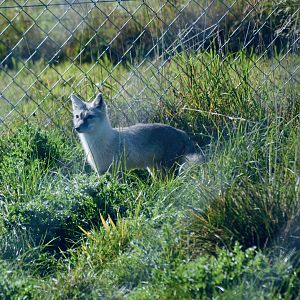 Corsac Fox - September 2020