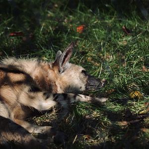 Aardwolf - September 2020