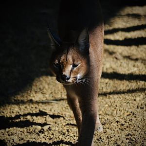 Caracal - September 2020