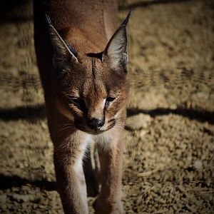Caracal - September 2020
