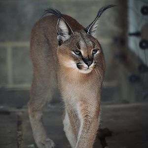 Caracal - September 2020