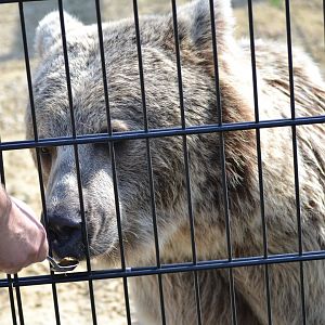 Syrian Brown Bear - September 2020