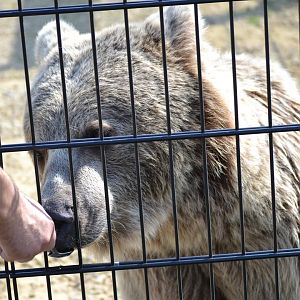 Syrian Brown Bear - September 2020