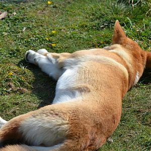 Dingo - September 2020