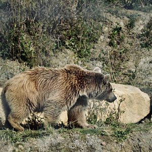 Syrian Brown Bear - September 2020
