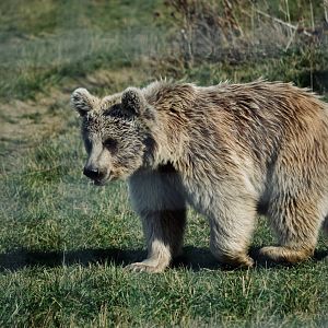 Syrian Brown Bear - September 2020