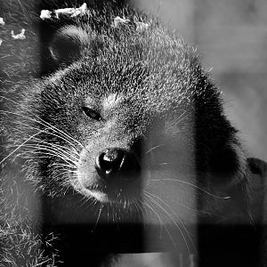 Javan Binturong - September 2020