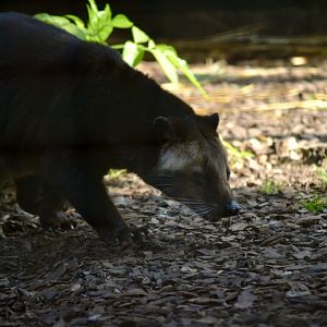 Masked Palm Civet - September 2020