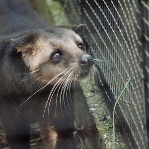 Masked Palm Civet - September 2020