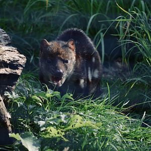 Tiger Quoll - September 2020