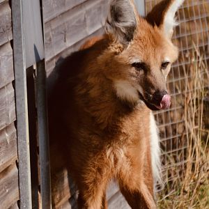 Maned Wolf - September 2020