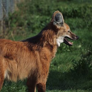 Maned Wolf - September 2020
