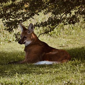 Maned Wolf - September 2020