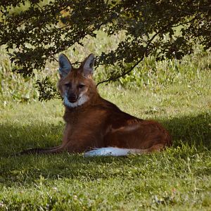 Maned Wolf - September 2020