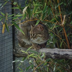Sri Lankan Rusty Spotted Cat - September 2020