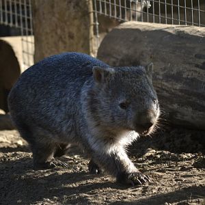 Forest Wombat - September 2020