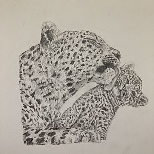 African leopard mother cleaning cub