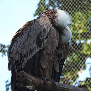 Western Eurasian griffon vulture (Gyps fulvus fulvus), 2020-06-12