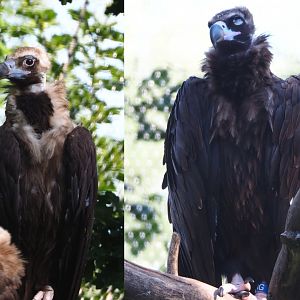 Cinereous vultures (Aegypius monachus), 2020-06-12