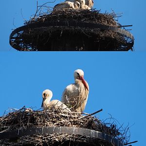 European white stork (Ciconia ciconia) on nest with chicks, 2020-06-12