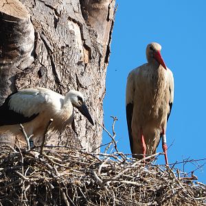 Juvenile and adult European white stork (Ciconia ciconia) on nest, 2020-06-12