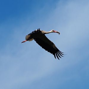 Flying European white stork (Ciconia ciconia), 2020-06-12