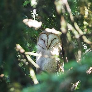 Common barn owl (Tyto alba), 2020-06-12