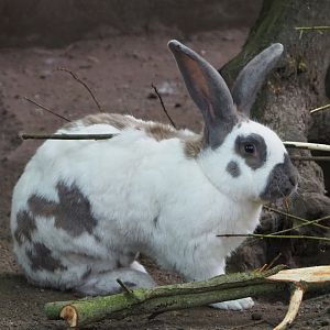 Domestic rabbit (Oryctolagus cuniculus domesticus), 2020-06-12