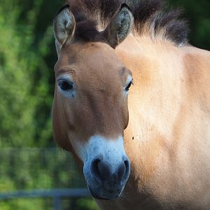 Przewalski's horse (Equus ferus przewalskii), 2020-06-12