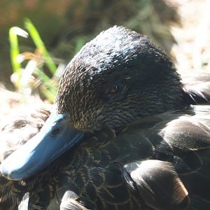 Female Chestnut teal (Anas castanea), 2020-06-12
