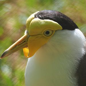 Masked lapwing (Vanellus miles miles), 2020-06-12